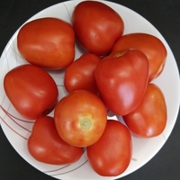 Roma Tomatoes