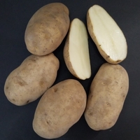 Russet Potatoes