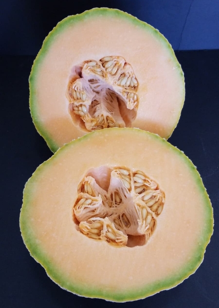 Cantelope