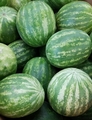 Watermellon