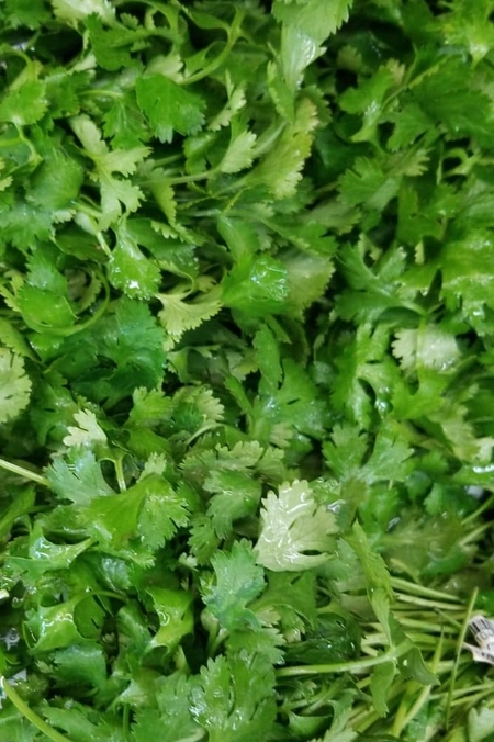 Cilantro