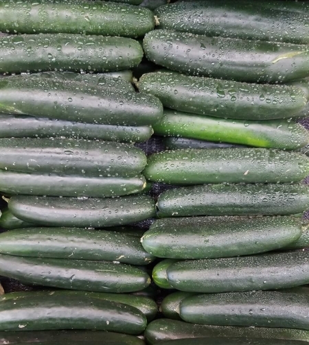 Cucumber