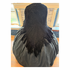Black Civil War Victorian Shawl with Fringe 13