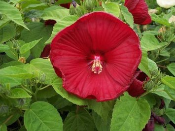 Luna Red-Hibiscus Plant - Perennial - 2.5 inch Pot