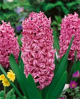 Hyacinth