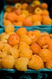 Anne Fall Golden Raspberry Plants