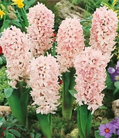 Apricot Passion Hyacinth - 3 bulbs Apricot Passion Hyacinth - 3 bulbs