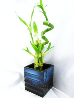 Live Spiral 7 Style Lucky Bamboo Plant