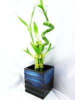 Live Spiral 7 Style Lucky Bamboo Plant