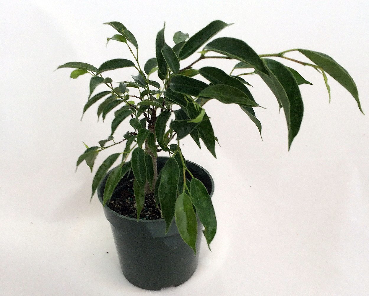 Oriental Weeping Fig Tree Ficus Bonsai or House Plant 4" Pot