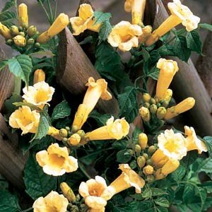 Prefab Sprout Campsis 'Mme Galen' XL - Jardin - Plante Grimpante - 17 Cm - Hauteur Plant In A Box