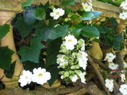 10 Thunbergia grandiflora Alba Seeds , White Bengal Clock vine Seeds.White Bengal Clock vine Seed, White Sky Vine Seeds,