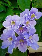 10  Thunbergia grandiflora Seeds, Blue Sky Bengal Clock Vine Seeds,Bengal Clock Vine, Bengal Trumpet Vine, Blue Sky Flower, Blue Sky Vine, Blue Trumpet Vine