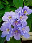 10 Thunbergia grandiflora Seeds, Blue Sky Bengal Clock Vine Seeds,Bengal Clock Vine, Bengal Trumpet Vine, Blue Sky Flower, Blue Sky Vine, Blue Trumpet Vine