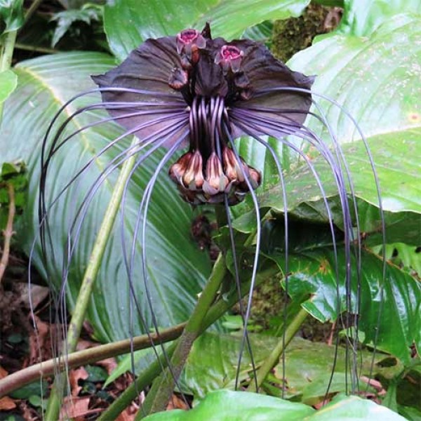 TACCA chantrieri Bulbs, Bat Flower, Cat's Whiskers, Devil Flower, Black