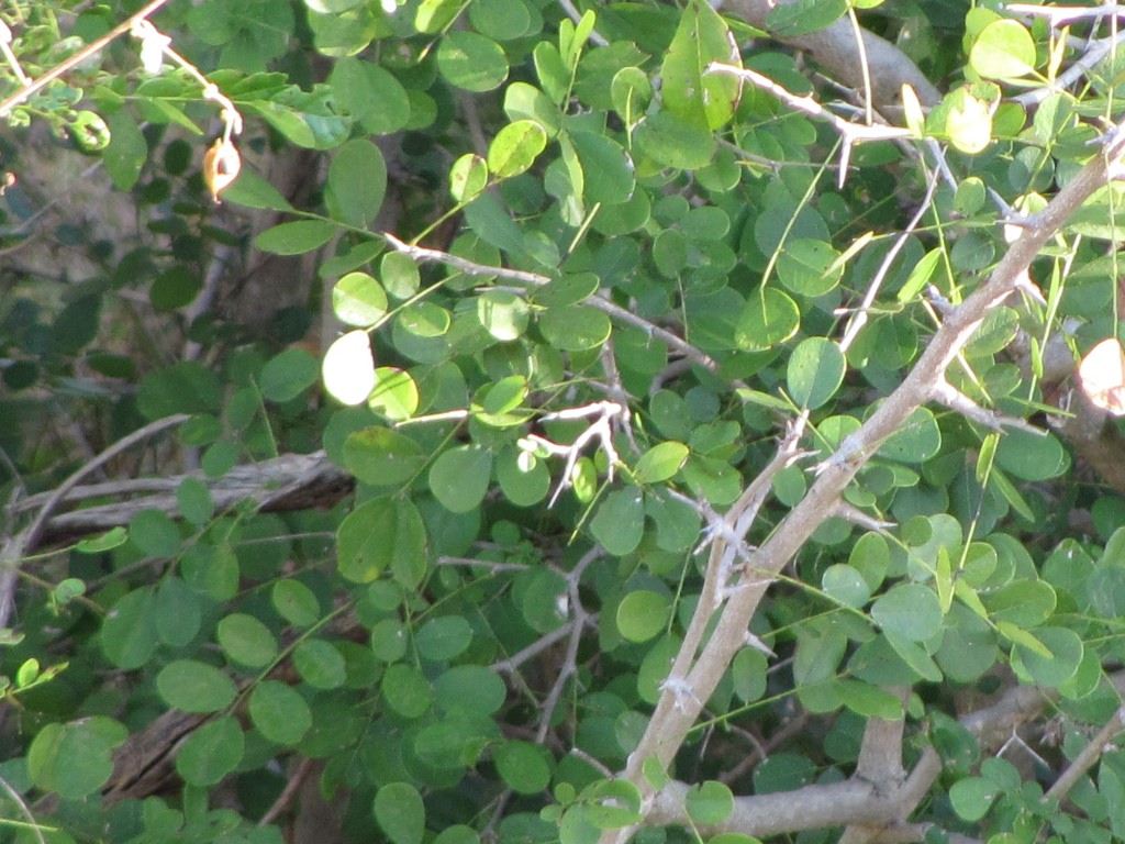 Dalbergia Melanoxylon African Blackwood Tree Seeds