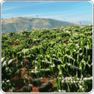 Coffee Growing Climates