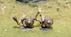 Armadillos