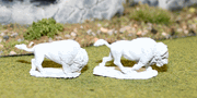 Bison
