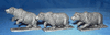 Cave Bears