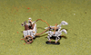 Egyptian Skeleton Chariots