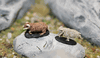 Rams