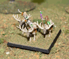 Wood Elf Cavalry Command on Elk