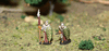 Wood Elf Guard Infantry