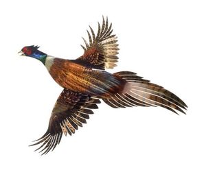 FLYING PHEASANT OUTDOOR METAL WALL ART FLYING PHEASANT OUTDOOR METAL WALL ART
