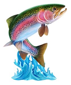 Rainbow Trout Metal Wall Art Rainbow Trout Metal Wall Art