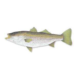 Striped Bass Wooden Wall Art Fish C754