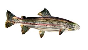 Trout Fish Metal Wall Hanging