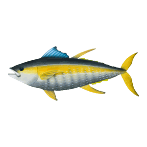 Tuna Metal Wall Art Sculpture