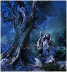In The Garden by Lars Justinen - 14 Selections Available