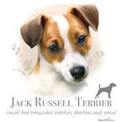 JACK RUSSELL-SMALL BUT TENACIOUS WORKER, FEARLESS AND VOCAL