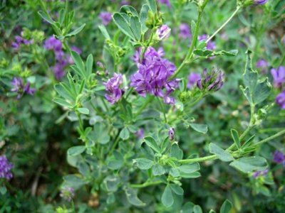 Alfalfa Seeds One Pound
