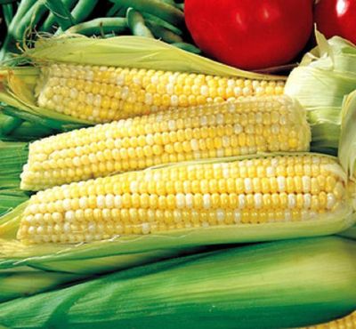 Ambrosia Hyribid Bicolor Sweet Corn One Pound