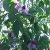 Austrian Pea Seeds One Pound