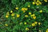 Birdsfoot Trefoil Seeds One Pound
