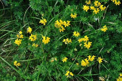Birdsfoot Trefoil Seeds One Pound
