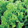Black Seed Simpson Lettuce Seed