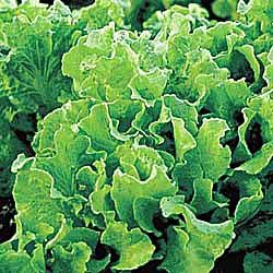 Black Seed Simpson Lettuce Seed