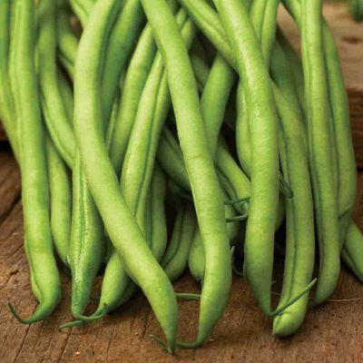 Blue Lake Stringless FM1K Pole Bean One Pound