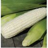 Boone County White Dent Corn Seeds Non GMO One Pound