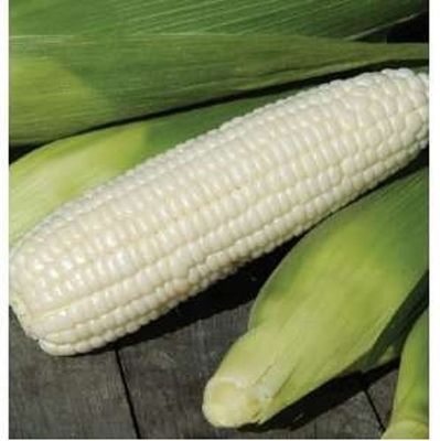 Boone County White Dent Corn Seeds Non GMO One Pound