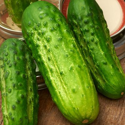 Boston Pickling Cucumber seeds