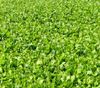 Buckbuster Forage Rape Seed One Pound