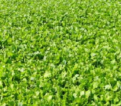 Buckbuster Forage Rape Seed One Pound