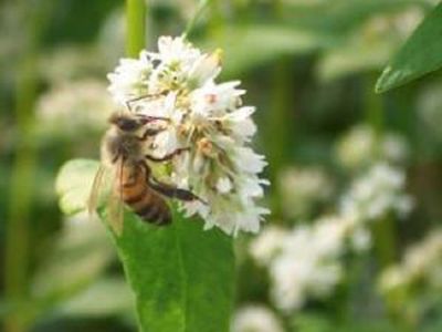 Buckwheat Seeds One Pound