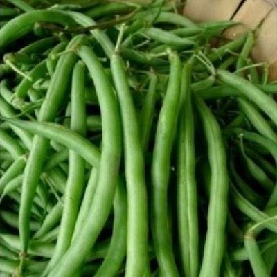 Burpees Stringless Green Pod Heirloom Bush Bean 